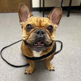 rust your pet’s health with the compassionate team at Bethany Family Pet Clinic! Conveniently located in the community, they’re ready to care for your furry family members. a dog sitting down wearing a leash and smiling